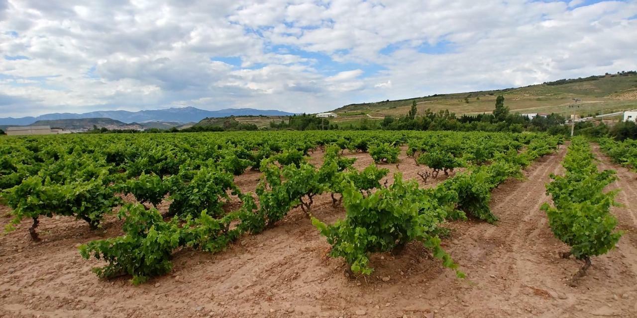 Apartamento Entrevinas En El Corazon De La Rioja Fuenmayor 외부 사진